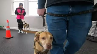Organization that pairs service dogs with veterans opens Joliet location