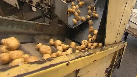 U.S. could face french fry shortage after poor potato crop