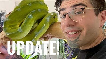 Snake Perch Update | Green Tree Python Terrarium