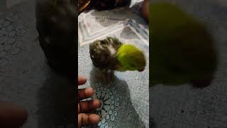 my cute parrot #viralvideo #parrot #mithu #payara