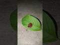 The red millipede woke up from its sleep on the green leaves #shorts
