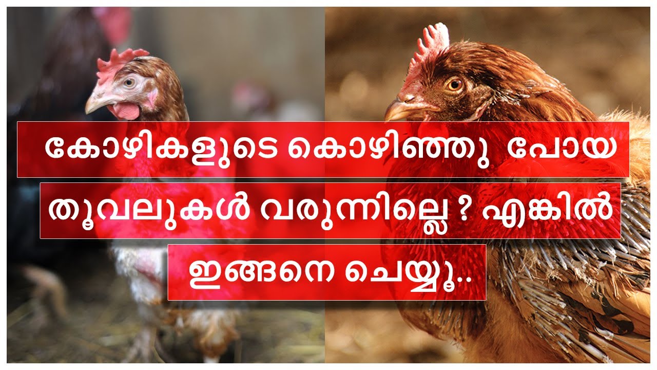 Как лечить курицу, потерявшую перья | Если вы сделаете это с курами, потерявшими перья, перья быс...