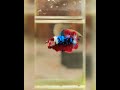 BETTA FISH BEAUTIFUL 176 Bettafish Shorts BETTA FISH BEAUTIFUL 176 Bettafish Shorts