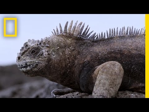 Experience the Beauty of the Galápagos&#039; New Marine Sanctuary | National Geographic