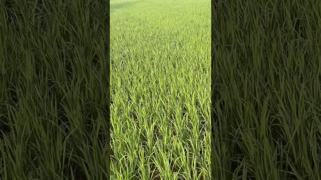 Maman Kaiyil poovai  sudi  Kollava👱🏼‍♀️❤️feel good songs