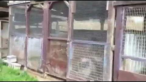 Marjorie's Kennel October 2016
