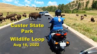 Wildlife Loop   Custer State Park
