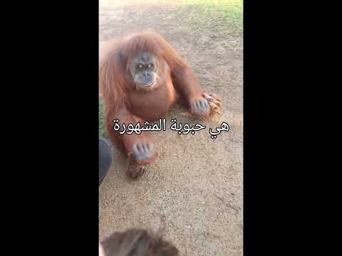 فلوق حديقة الحيوانات