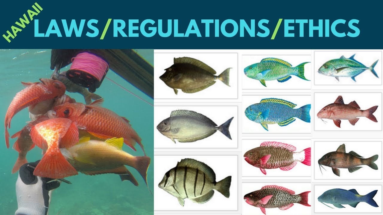 Hawaii Fishing/Spearfishing Tips(Rules, Regulations, Ethics) 