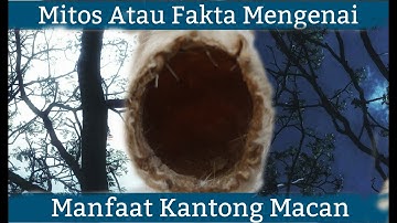 Manfaat Kantong Macan Putih Sarana Untuk...‼️