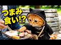 お弁当を失った猫、まさかのつまみ食い A Cat Lost Its Lunch… Then Snuck a Bite