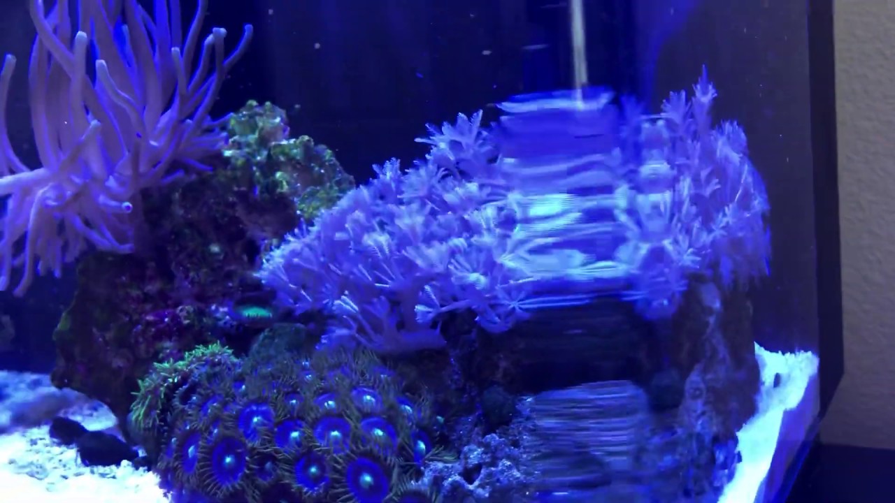 Pico reef tank with Anemone (Total cost = 163) YouTube