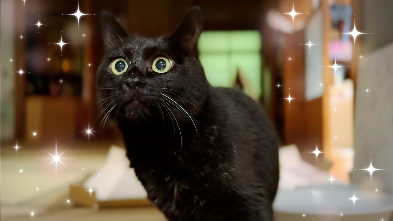 猫がよく水を飲むと話題の水入れを買ってみた We Got a New Water Bowl