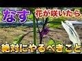 【なす栽培】花が咲いたら必ずやるべき作業！最初の芽かきは今後の生育に大きく影響してきます！（芽かき・追肥）