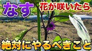 【なす栽培】花が咲いたら必ずやるべき作業最初の芽かきは今後の生育に大きく影響してきます芽かき・追肥