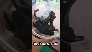 Dry banana peels reuse idea | Plant care tips | Hibiscus plant care for blooming | Gardening hacks