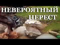 Голубая панда и красный попугай: нерест! Смотрим, что получилось.