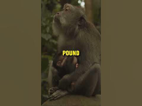 Interesting Facts About Chimpanzees - YouTube