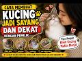 Cara Membuat Kucing Jadi Sayang dan Dekat dengan Pemilik | Tips Ampuh Bikin Kucing Makin Manja