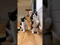 勝手に遊ぶ子猫が一瞬で飽きててかわいい #猫 #cat #shorts