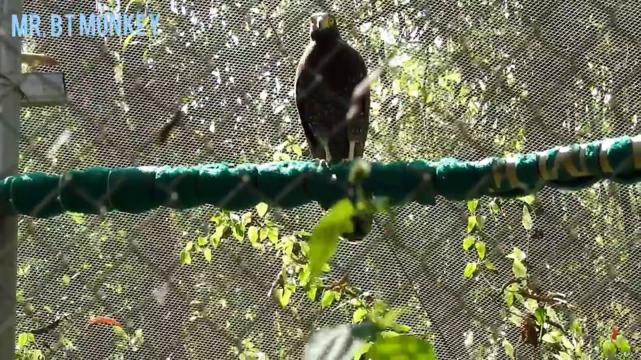 Three Beautiful kinds of Big Birds(Brahminy Kite, Crester Serpent Eagle