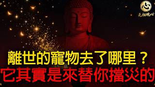 家裏養的寵物離世後，靈魂去了哪里？佛陀道破人與動物的‘跨物種因果’：它根本不是畜生，它是來替你‘擋災’的恩人！