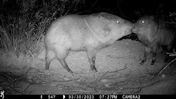 Javelina play the I got your nose game