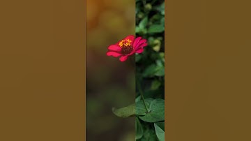 Blur flower Editing in Lightroom App ❤️✨ visit my channel 💗#shorts #shortsvideo #youtubeshorts