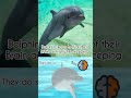dolphins keep half of their brain active while sleeping. #education #dolphins @Bio Brain