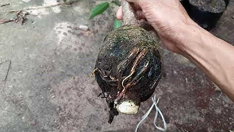 chiết cành cây cóc thái