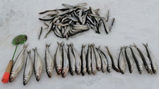 видео: КОРЮШКА. Форт Обручев. Финский залив. Поход за крупной корюшкой. картинка: КОРЮШКА. Форт Обручев. Финский залив. Поход за крупной корюшкой.