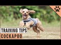 How To Train A Cockapoo