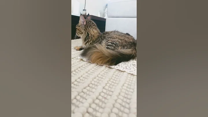 Video 8747371: maine coon cat kitten, eyed maine coon kitten, blue maine coon cat, maine coon mother