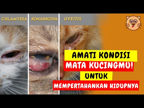 Video: Tampilan Kelopak Mata Ketiga Kucing & Cedera Mata Kucing Lainnya