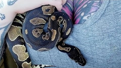 Blackhead Ball Python - A Short Hello before some heavier videos 📹