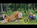 This Pregnant Tigress Fainted in the Forest. A Man Found Her and Did Something Unbelievable!