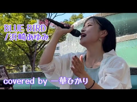 【一華ひかり】BLUE BIRD/浜崎あゆみ