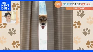 可愛すぎるお化け！？日差しが強すぎて首だけになった柴犬