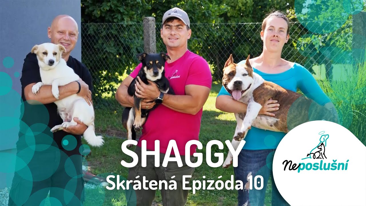 Psí Boss, Ktorý Rozdeľuje Manželov! SHAGGY (SKRÁTENÉ ČASTI) NEPOSLUŠNÍ