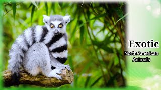 26 MOST EXOTIC NORTH AMERICAN ANIMALS | EXOTIC ANIMALS | NORTH AMERICAN ANIMALS | by lias abchouse 1,090 views 3 years ago 3 minutes, 27 seconds