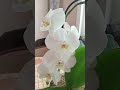 Орхидея белая крупная.