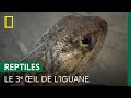  quoi sert le 3e il des iguanes 