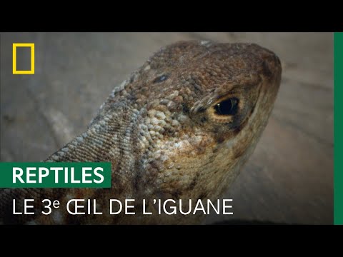 Vidéo: Où vivent les iguanes ?
