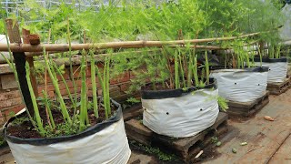 Growing Asparagus in Bags for Beginners Harvest Yearround