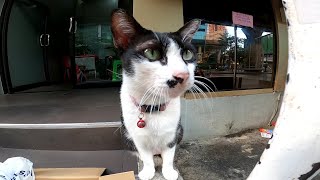 これも看板猫なのか⁉商店の前にいた猫をナデナデしてきた