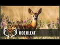 Doe bleat sound only  call in big bucks
