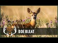 Doe Bleat Sound Only Call In Big Bucks Doe Bleat Sound Only Call In Big Bucks