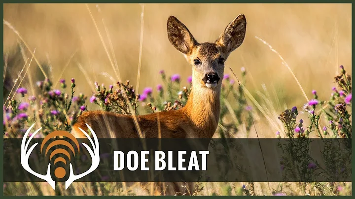 Doe Bleat! Sound Only - Call in Big Bucks!