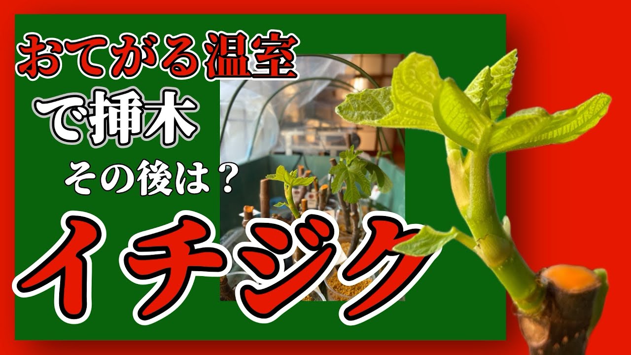 おてがる温室でイチジク挿木　その後は？　