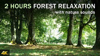 2 HOURS Forest Nature Sounds for Quarantine - Birds songs - ASMR